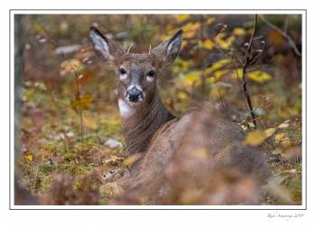 Spike buck 1m.jpg